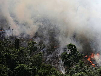 Why The Amazon Rainforest Fire...
